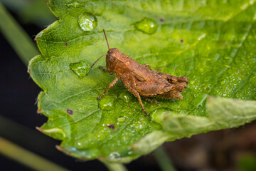 Wall Mural - Short-horned grasshopper (Pezotettix giornae)