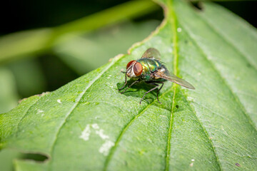 Wall Mural - Common green bottle fly (Lucilia sericata)