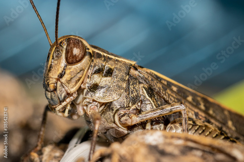 Fotografía Detailed locust close-up