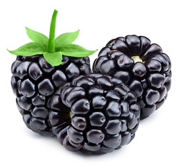 Wall Mural - Fresh juicy blackbery with leaves on a white background with clipping path. Image stack full depth of field macro shot. Designed for your design.