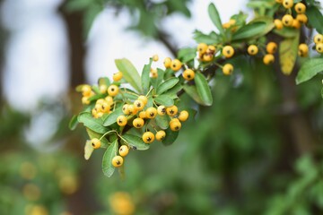 Poster - Narrowleaf  firethorn (Pyracantha angustifolia) / Rosaceae evergreen tree.