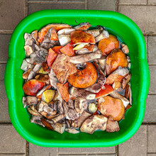 Various Mushrooms In A Plastic Basin Are Cleaned And Soaked In Water