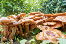 A Group Of Wet Brown Ringless Honey Mushrooms Or Armillaria Tabescens In Autumn Against A Green Background.