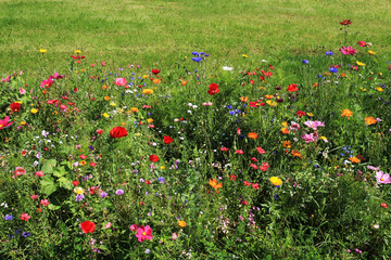 Sticker - nice meadow flowers texture