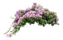 Large Bush Flowering  Of Purple Flowers Landscape Plant Isolated On White Background And Clipping Path Included.
