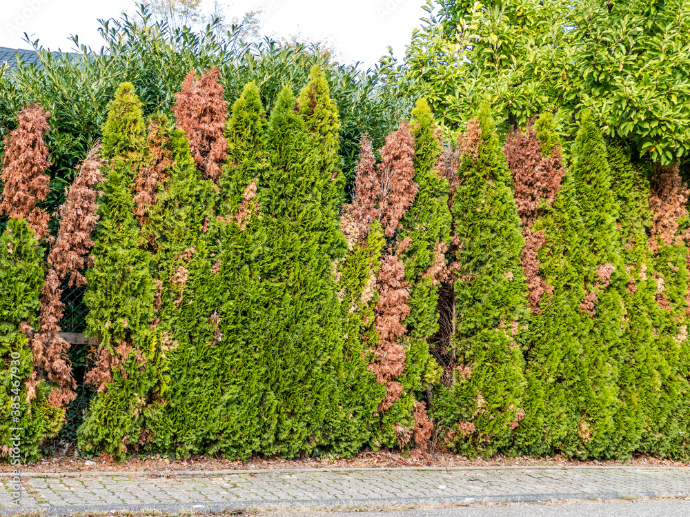wisteria tree buy Wisteria Tree Buy 1 Get 1 Free, Hardy In Your Zone, Fast Ship, 3-4 Feet / Buy 1 Get 1 Free