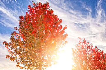 Wall Mural - tree at sunset in autumn park landscape against scenic blue sky background. Fall season in forest. Wide view red foliage. Nature wallpaper