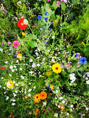 Sticker - nice meadow flowers texture