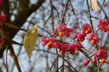 Vibrant Autumn Colors - Ripe Pink Fruits Of Euonymus Europaeus (European Spindle Or Common Spindle) On A Sunny Day, Close-up, Selective Focus, Copy Space For Text