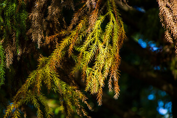 Cryptomeria Japonica Taxodiaceae pine tree