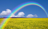 Fototapeta Tęcza - 黄色い花咲く丘と雲と虹