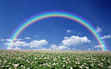 Fototapeta Tęcza - ジャガイモ畑のジャガイモの花と雲と虹