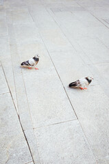 couple of pigeons walking on the ground of a city