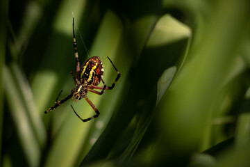 spider on a web in the grass. big spider