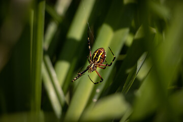 black and yellow spider in green grass
