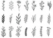 © wanchana - collection forest fern eucalyptus art foliage natural leaves herbs in line style. Decorative beauty elegant illustration for design hand drawn flower