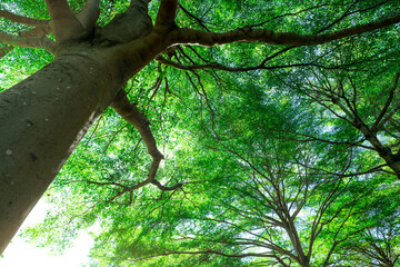 Wall Mural - selective focus on tree. bottom view of tree trunk to green leaves of big tree in tropical forest wi