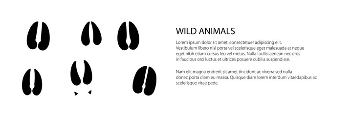 Wall Mural - Banner of track of forest animals, traces of a deer and a roe deer and a moose , vector illustration