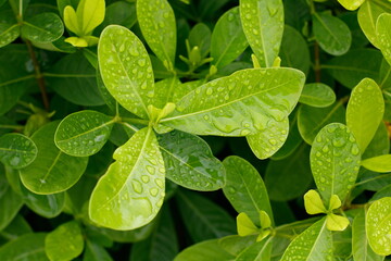 Green leaf with drops of water