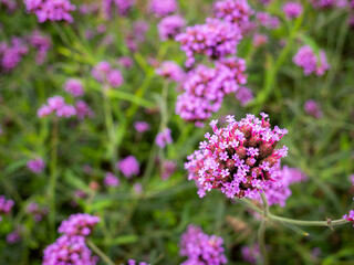 Bunch of Purpletop vervain Blooming