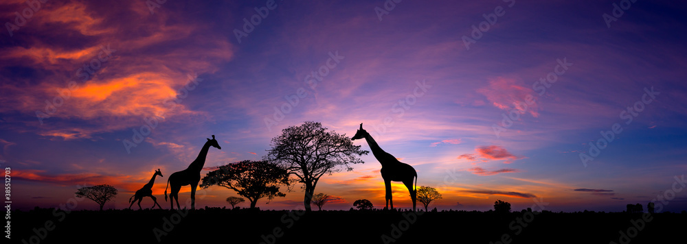 Panorama silhouette Giraffe family and  tree in africa with sunset.Tree silhouetted against a setting sun.Typical african sunset with acacia trees in Masai Mara, Kenya - obrazy, fototapety, plakaty 