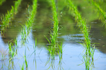 Sticker - 田植え後の水田