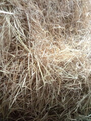 dry grass background