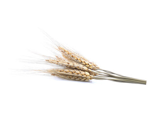 dry ears of wheat isolated on white background