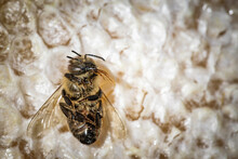 Macro Image Of A Dead Bee On A Frame From A Hive In Decline, Plagued By The Colony Collapse Disorder And Other Diseases