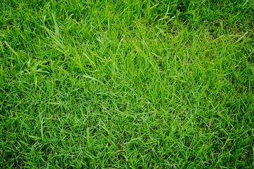 Wall Mural - Green grass texture for background. Green lawn pattern and texture background. Close-up