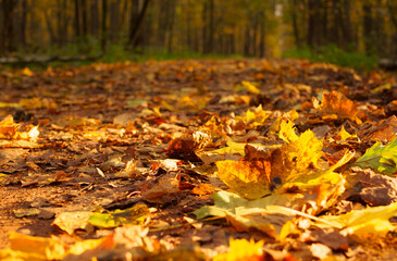 Wall Mural - The park path is strewn with autumn leaves on a sunny fall day, in focus foreground, background blurred. Autumn landscape. The path is strewn with dry leaves in the forest.