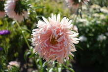 Peach Colored Flower Of China Aster In September