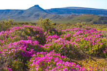 Landscape Of Pink Flowers Against Green Mountains