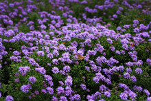 Purple Autumn Spray Asters On A Background Of Green Leaves And Shoots