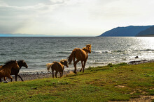 Red Brown Horses Run On Green Grass Coast Of Blue Lake Baikal With Waves, Light Sunset, Against The Background Of Mountains, Clouds.