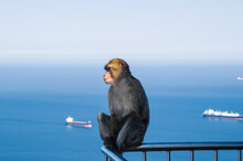 Barbary Macaque (magot) Sits On Railing. Strait Of Gibraltar In The Background. Upper Rock Area Of The Gibraltar Nature Reserve, British Overseas Territory