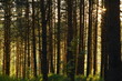 © Спартак Оганов - sun rays in the forest