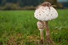 The Parasol Mushroom Macrolepiota Procera Or Lepiota Procera Growing In The Forest.