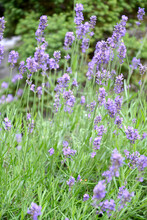 The Flowering Of The Lavender Is Narrow-leaved (Lavandula Angustifolia Mill.)