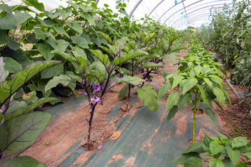 Young Eggplant and Paprika plant growing in rows indoors in a greenhouse tunnel in mulch covered with a ground cover, weed mat or soil cover.