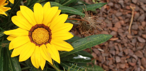 Beautiful ornamental daisy blooming in garden in Brazil for banner