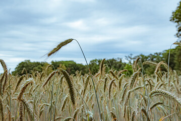 Golden wheat