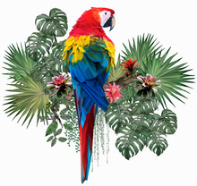 Polygonal Illustration Scarlet Macaw Bird.