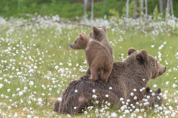 Wall Mural - Two bear cubs are standing on their mother's back in the middle of the cotton grass on a Finnish bog