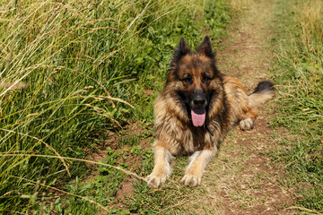 Wall Mural - German shepherd dog lies in a field on the road in green grass. The dog stuck out its tongue from the heat.