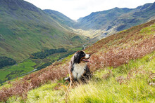 Bernese Mountain Dog Siting On The Grass In The Mountains, Lake District