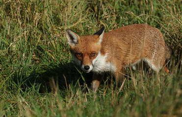 Wall Mural - A magnificent wild Red Fox, Vulpes vulpes, hunting for food.