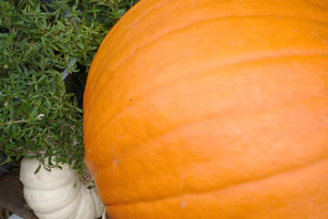 different varieties of squashes and pumpkins on straw colorful vegetables top view