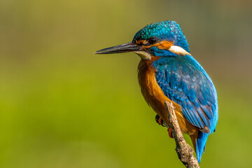 Wall Mural - kingfisher (Alcedo atthis)