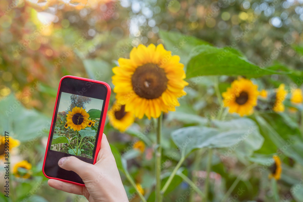 Female hand with mobile phone, making photo of bright sunflower blooming in the field on smartphone, selective focus. Modern technology. - obrazy, fototapety, plakaty 